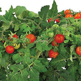 Miracle-Gro AeroGarden Red Heirloom Cherry Tomato Seed Pod Kit (7-Pod)