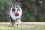 KONG Classic Dog Toy, Medium, Red
